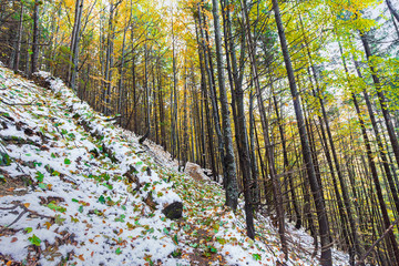 Snow and autumn trees in the forest. Nature