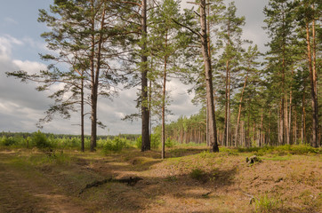 Летний загородный пейзаж в Псковской области 