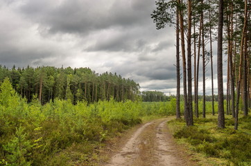 Летний загородный пейзаж в Псковской области 