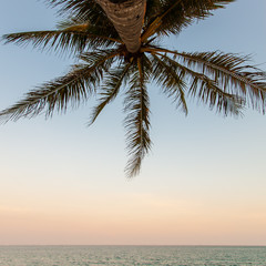 Coconut tree