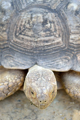 Fototapeta premium Giant Tortoise..