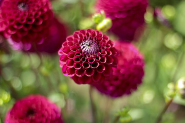 dahlia farm