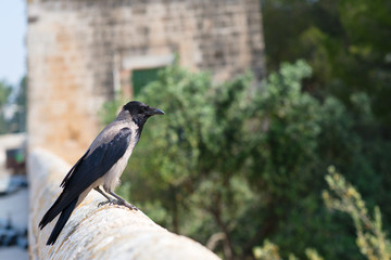 Hooded Crow in Israel