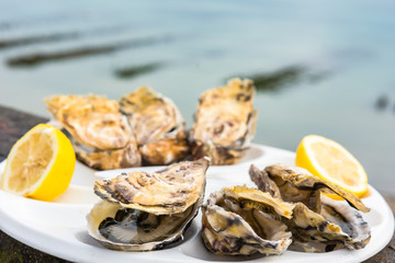 A dozen oysters on a plastic plate
