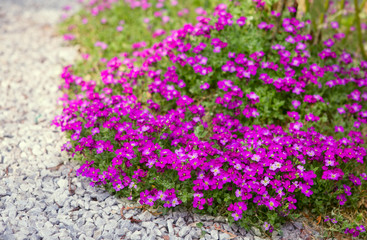 Obraz premium Blaukissen Aubrieta deltoidea