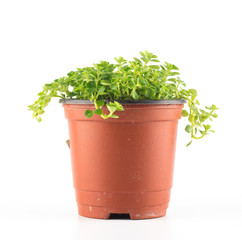 Succulent plant in plant pot isolated white background