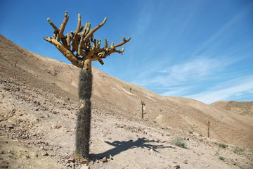 Cactus Candelabra (Browningia Candelaris)