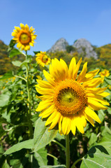 Sunflower fram