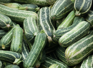 Lots of fresh zucchini