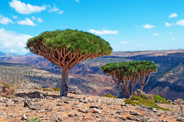 Fototapeta na wymiar Alberi di Drago, rocce rosse e canyon a Shibham, area protetta dell'altopiano Dixam, isola di Socotra, Yemen