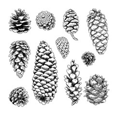 pine cones