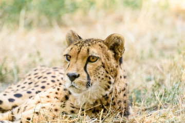 Wild Cheetah In Africa Savannah