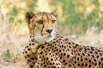 Naklejka na ściany i meble Wild Cheetah In Africa Savannah