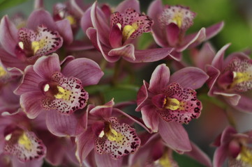 Rara Orchidea Farfalla

Ottimo esemplare di orchidea farfalla, una specie tanto rara quanto affascinante.
