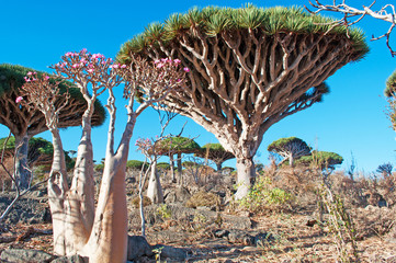 Alberi di Drago e Alberi Bottiglia in fiore, fioriti, nella foresta dell'oasi di Dirhur, area protetta dell'altopiano Dixam, isola di Socotra, Yemen, rami, foglie, fiori rosa