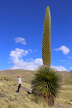 Puya Raimondii - gr&ouml;ssenvergleich