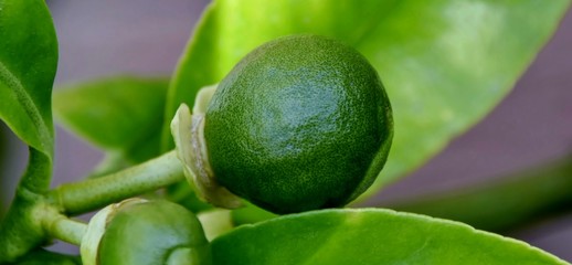 Close up of young green Grapefruit