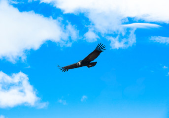 condor