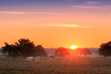 Sunburst sunrise in a landscape with grazing cows in the Netherlands