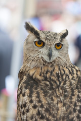 Portrait of an eurasian Eagle-Owl (eagle owl)