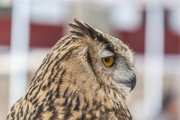 Portrait of an eurasian Eagle-Owl (eagle owl)