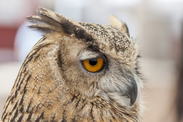 Portrait of an eurasian Eagle-Owl (eagle owl)