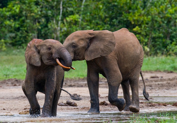 Fototapeta na wymiar Forest elephants playing with each other. Central African Republic. Republic of Congo. Dzanga-Sangha Special Reserve. An excellent illustration.