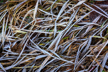 grass in frost