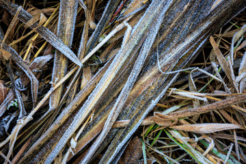 frost and grass