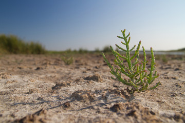 Glasswort on dried marsh