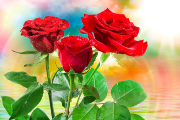 Rose flower close up