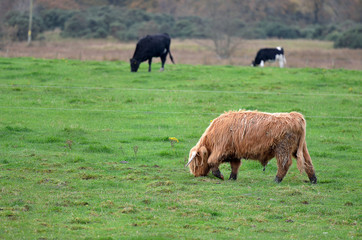 Scotland Angus Bulls and Cows..