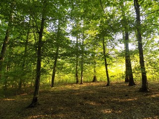 Obraz premium Deciduous forest