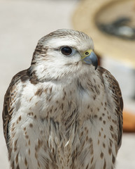 Portrait, view of a Saker Falcon (Falco Cherrug)