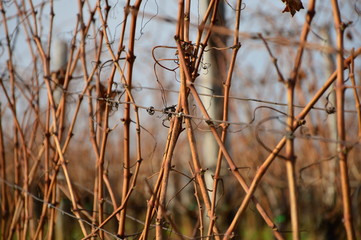 Wineyard in autumn