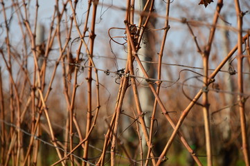 Wineyard in autumn