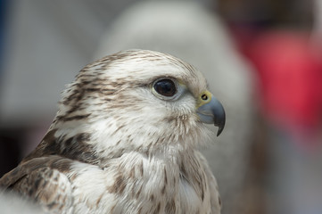 Portrait, view of a Saker Falcon (Falco Cherrug)