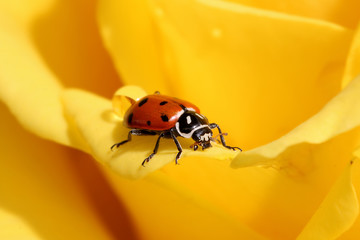 Naklejka premium Ladybug