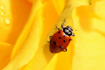 Fototapeta premium Ladybug