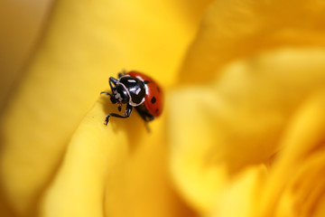 Ladybug