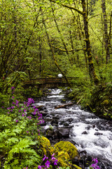 Obraz premium Cascading Creek Flow in Multnomah Oregon