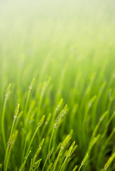 Obraz na płótnie Canvas meadow with green grass