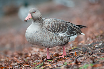 Greylag goose (Anser anser)