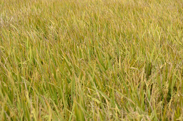 The Asian rice crop at Sekinchan, Malaysia..