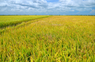 The Asian rice crop at Sekinchan, Malaysia..