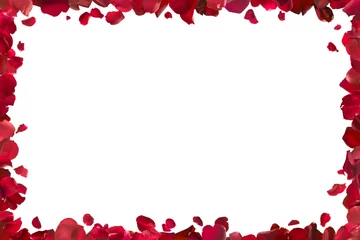 Poster Roses cadre de pétales de rose rouge, isolé sur blanc absolu, chemin de détourage inclus