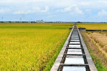 Fototapeta na wymiar The Asian rice crop at Sekinchan, Malaysia..
