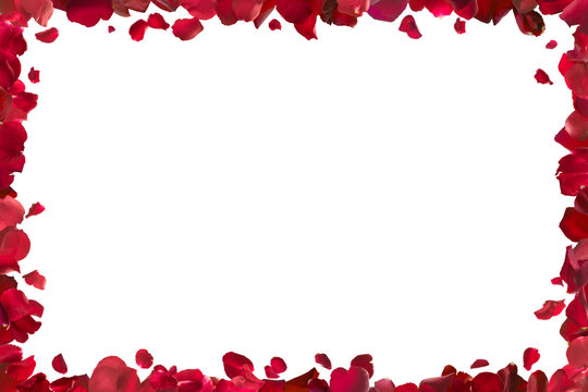 Fototapeta red rose petals frame, isolated on absolute white, clipping path included