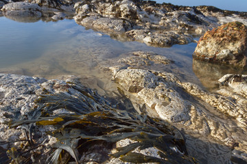 Detail of limestone coastline.