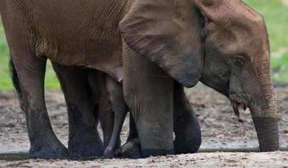 Fototapeta premium Forest elephant drinking water from a source of water. Central African Republic. Republic of Congo. Dzanga-Sangha Special Reserve. An excellent illustration.